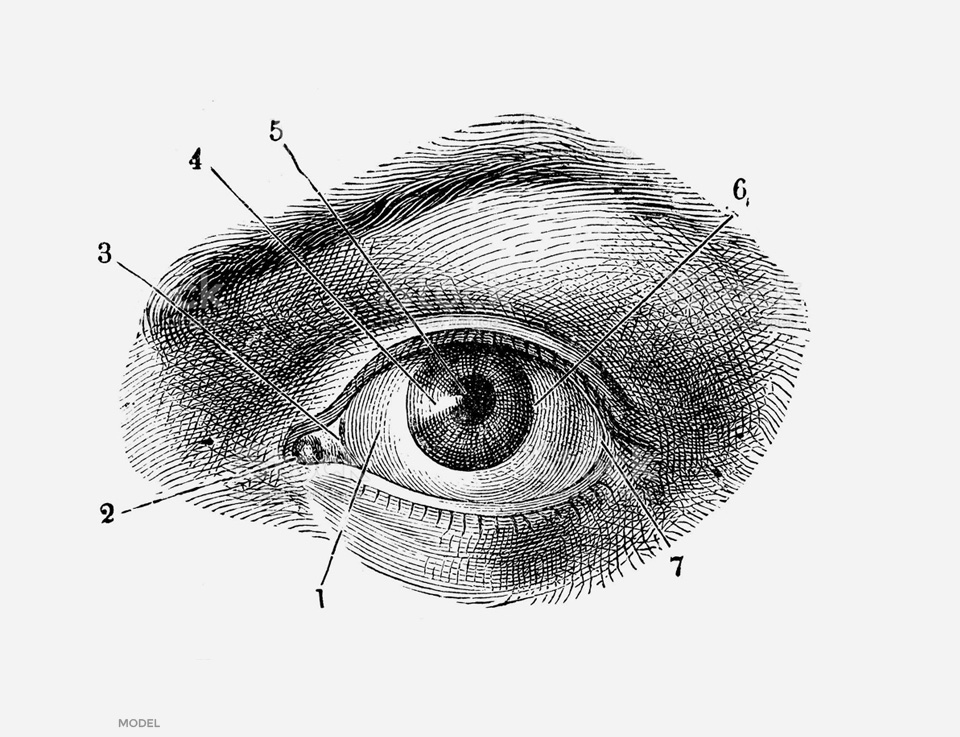 stock image of diagrammatic view of eye
