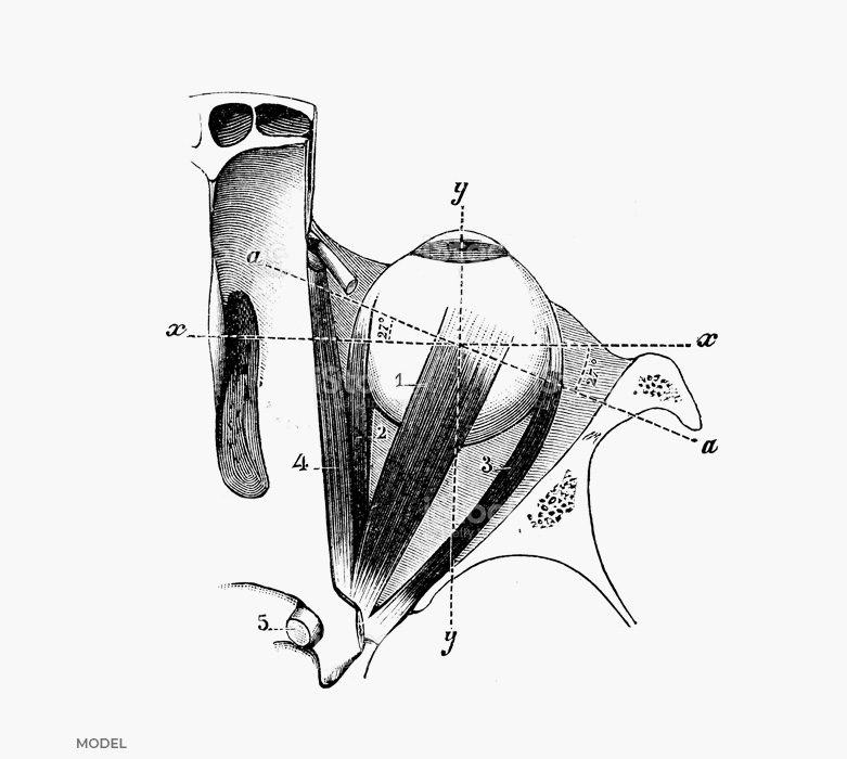 stock image of diagrammatic view of enucleation procedure